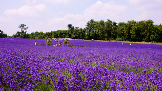 Mayfield Lavender Farm
