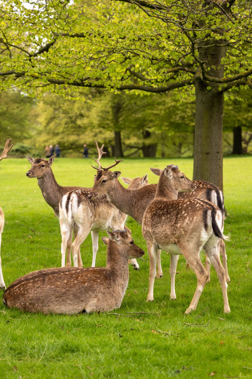 Richmond Park